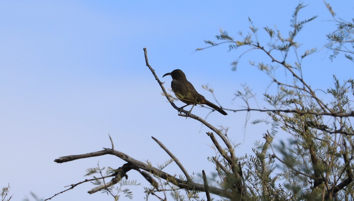 California Thrasher - ML645039608