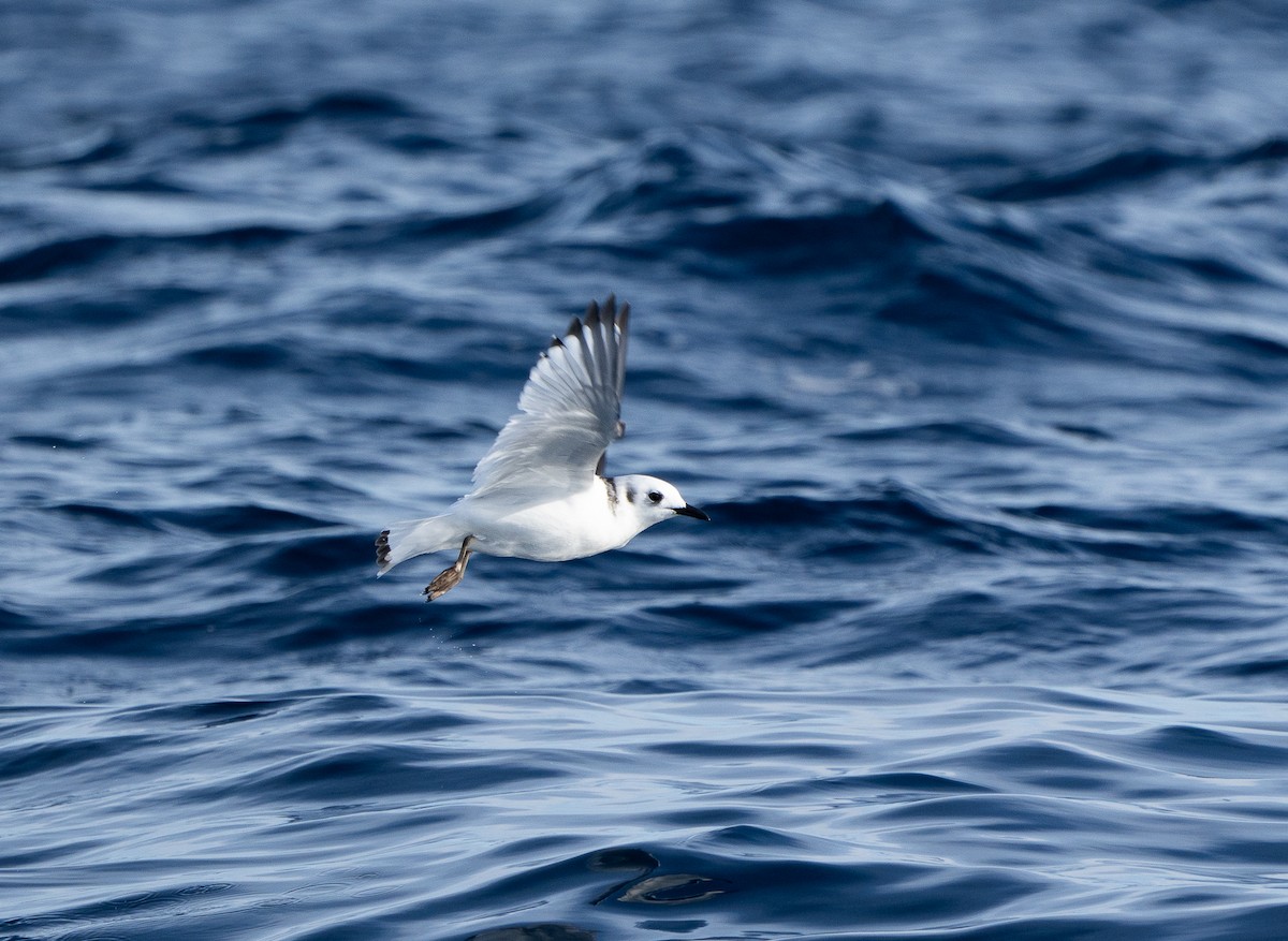 Kara Ayaklı Martı - ML645039613