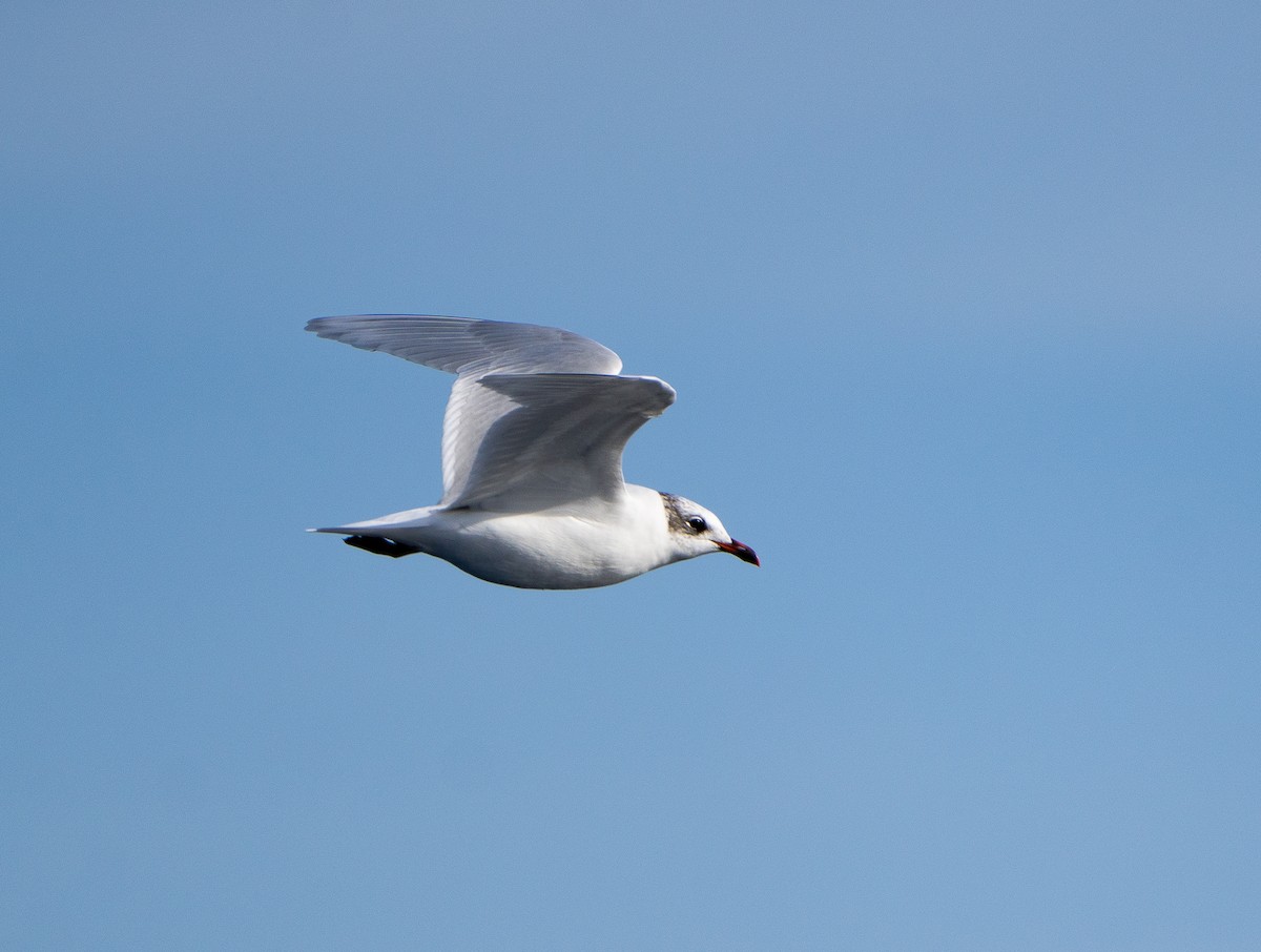 ニシズグロカモメ - ML645039616