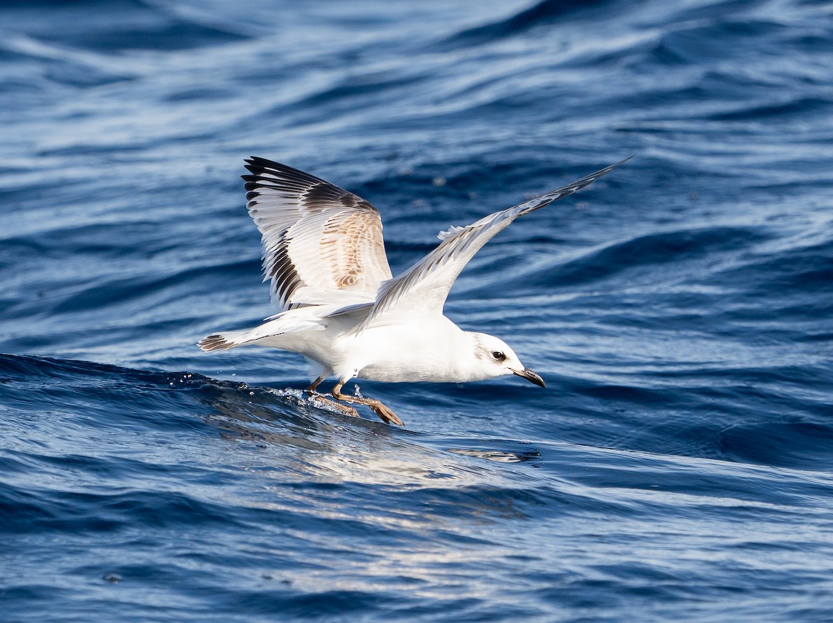 ニシズグロカモメ - ML645039617