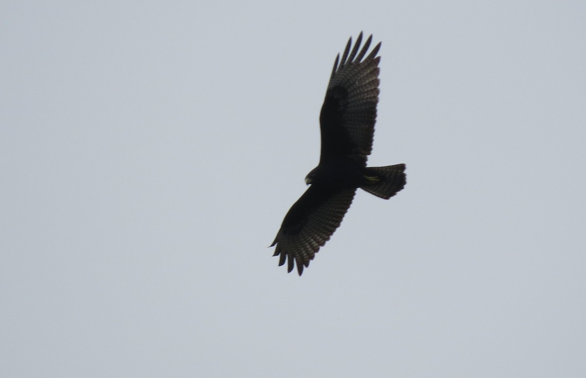 Zone-tailed Hawk - ML645039618