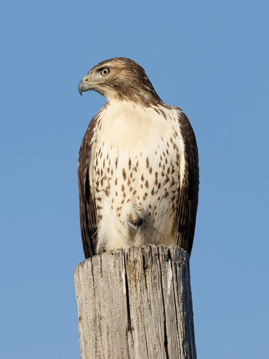 Red-tailed Hawk - ML645039625