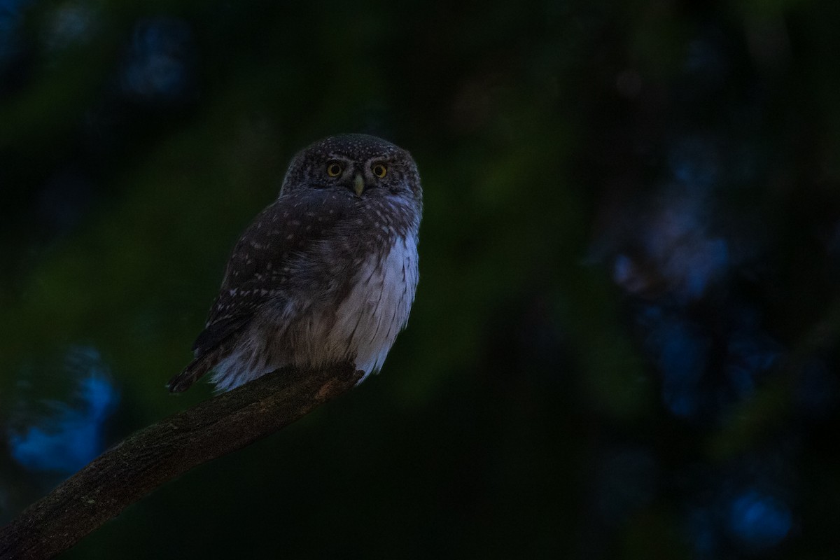 kulíšek nejmenší - ML645039627