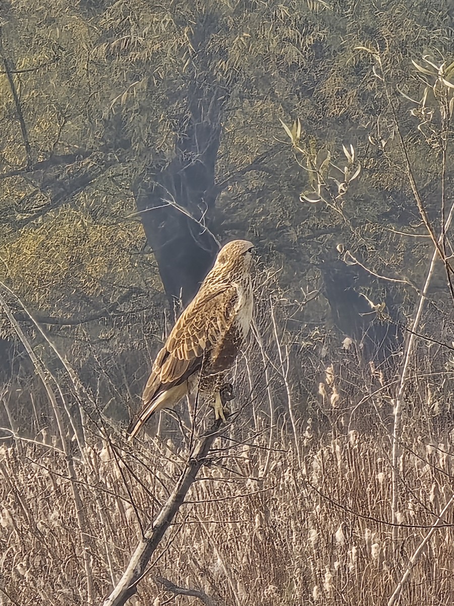 Long-legged Buzzard - ML645039696