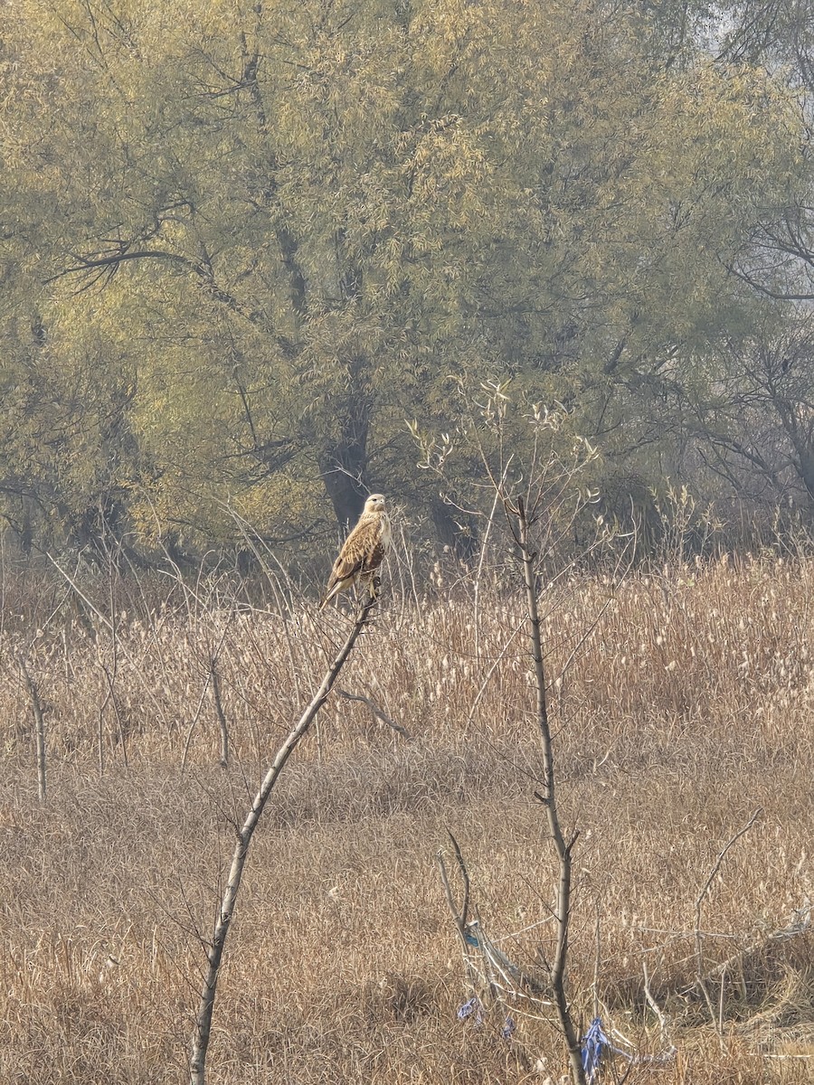 Long-legged Buzzard - ML645039697