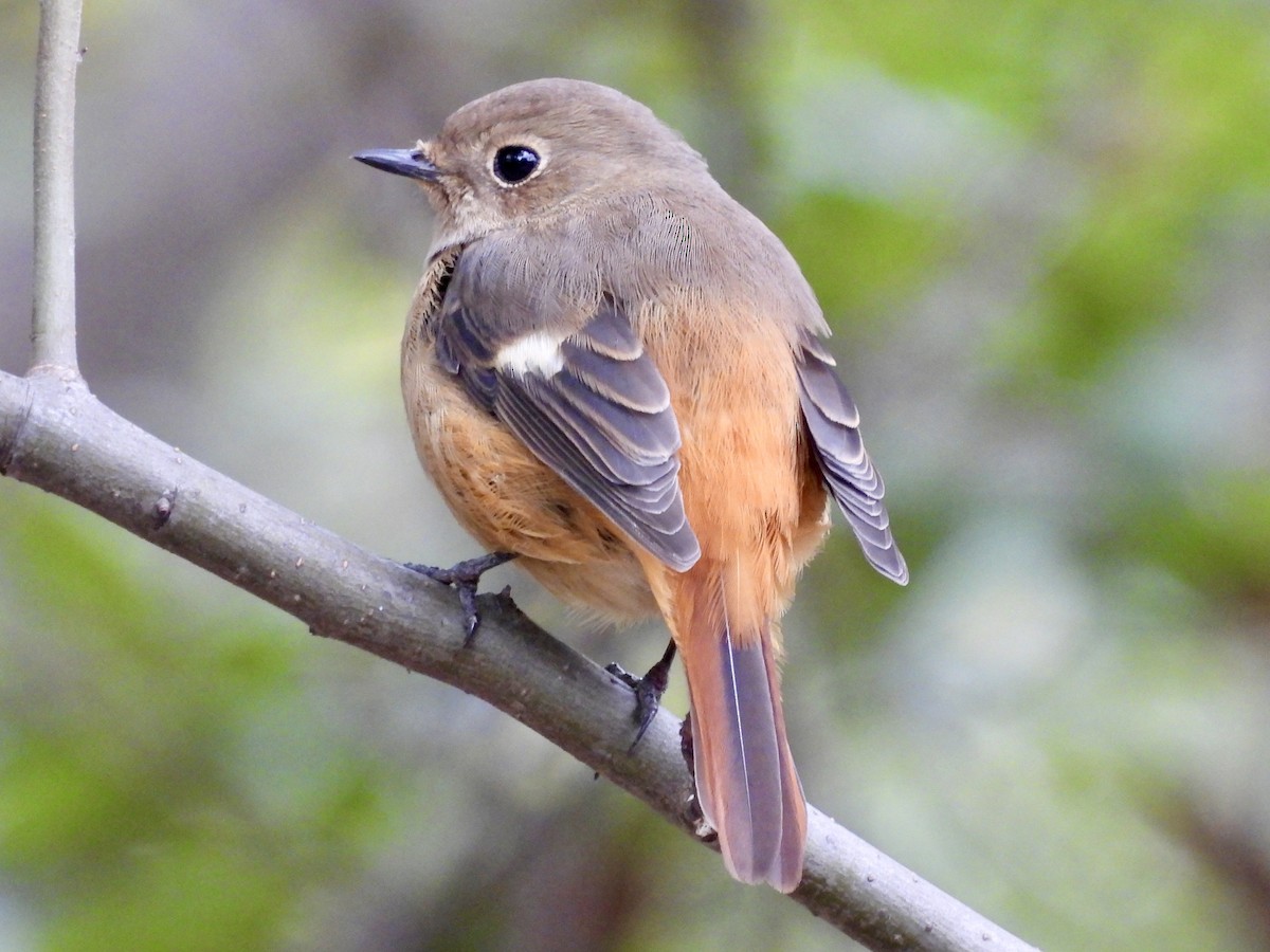 חכלילית סיבירית - ML645039700