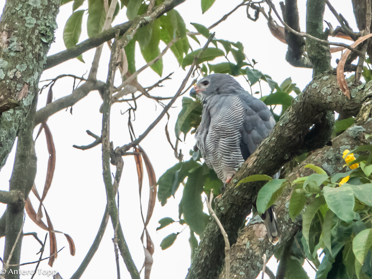 Lizard Buzzard - ML645039702