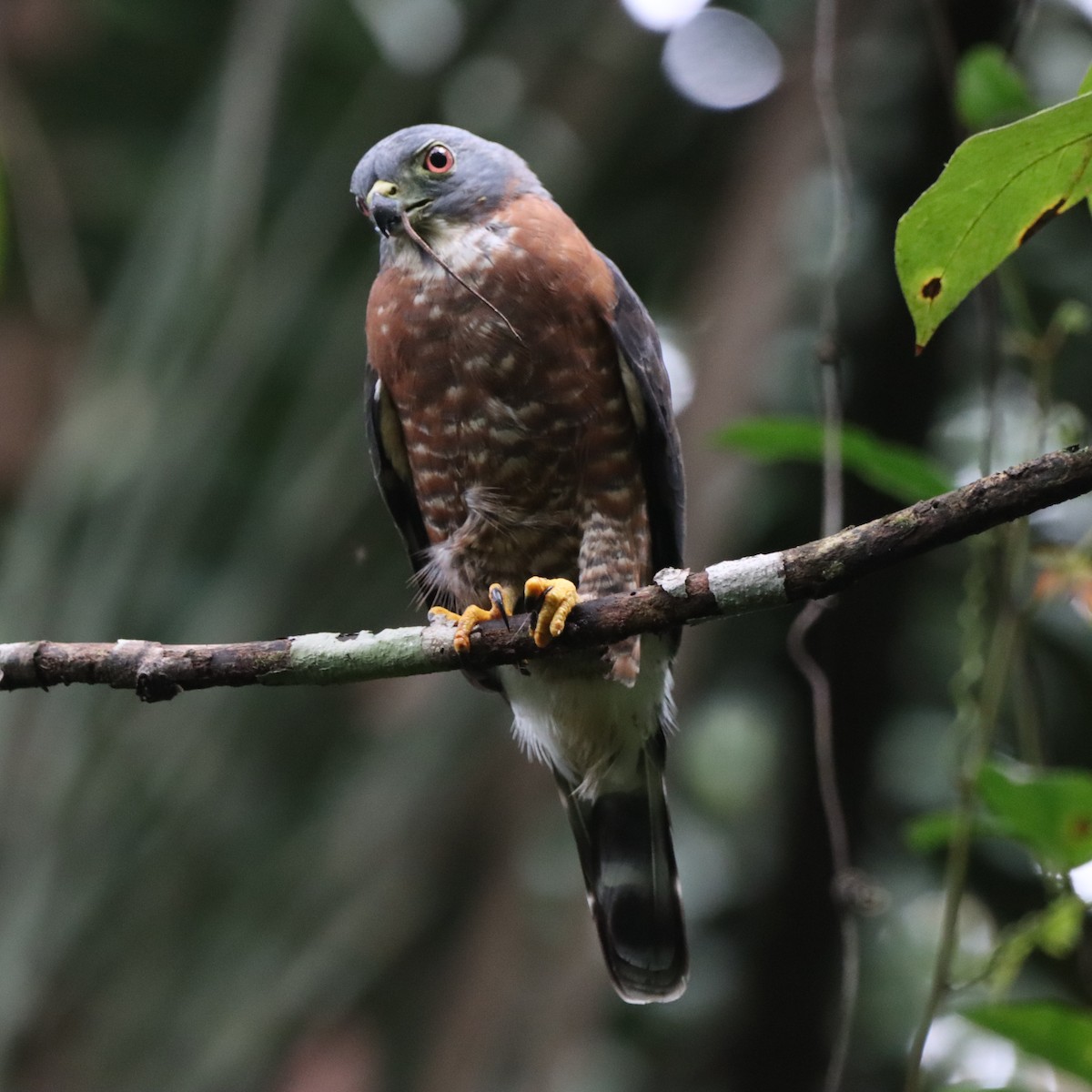 Double-toothed Kite - ML645039705