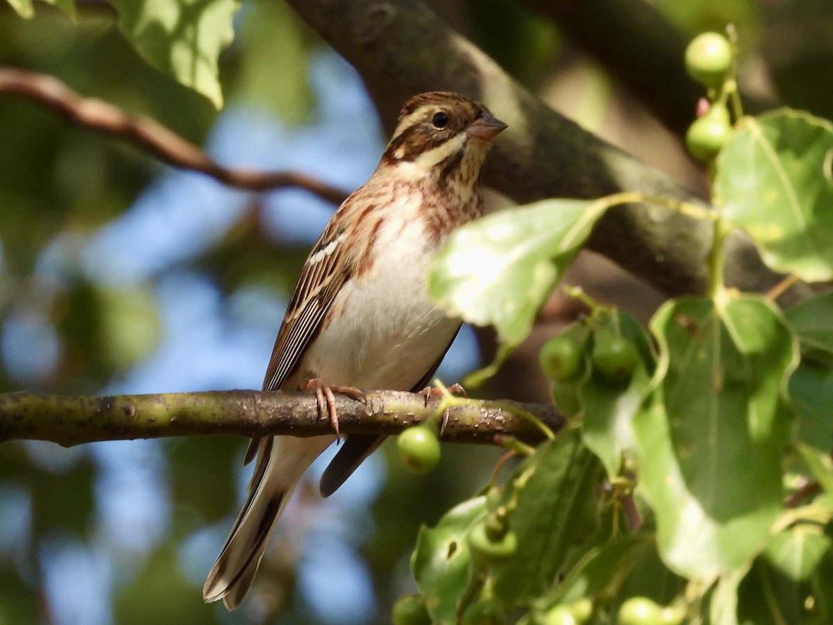 Rustic Bunting - ML645039706