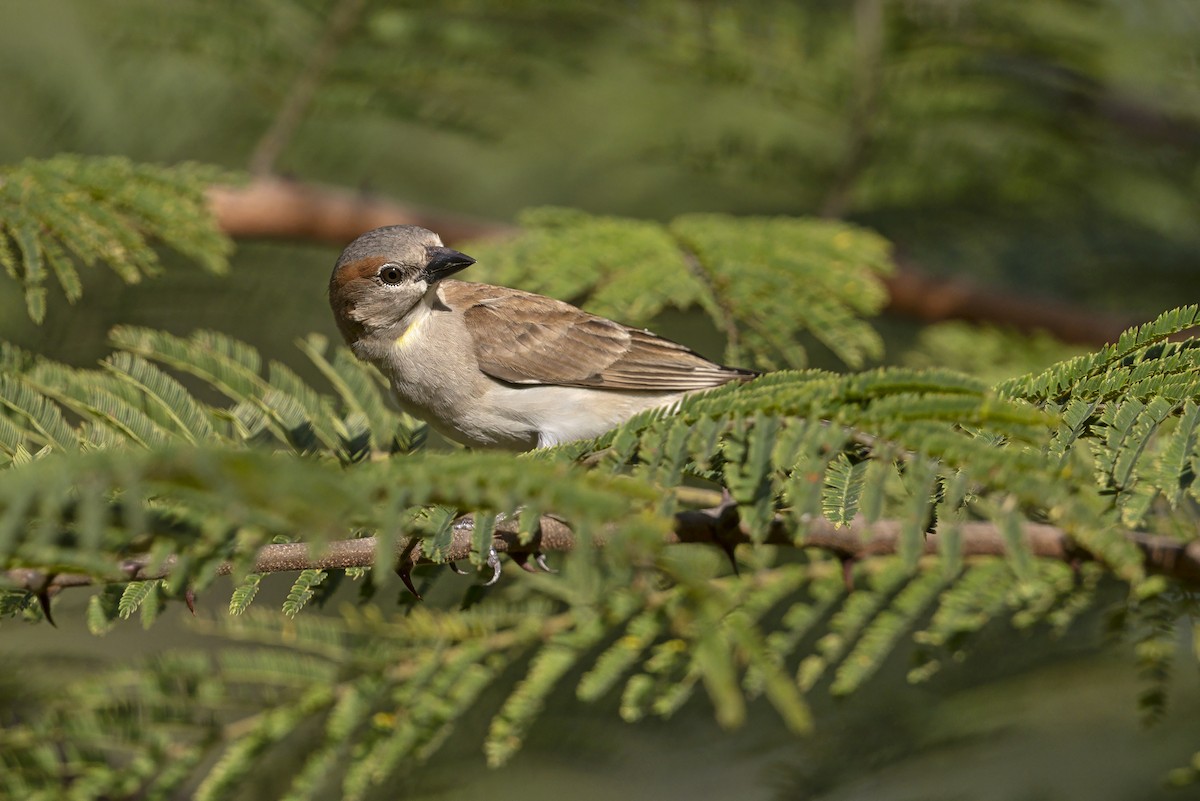 Sahel Bush Sparrow - ML645039708