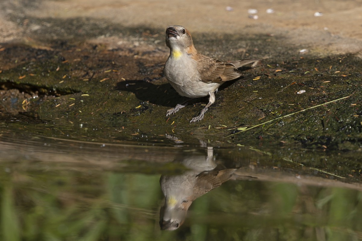 Sahel Bush Sparrow - ML645039711