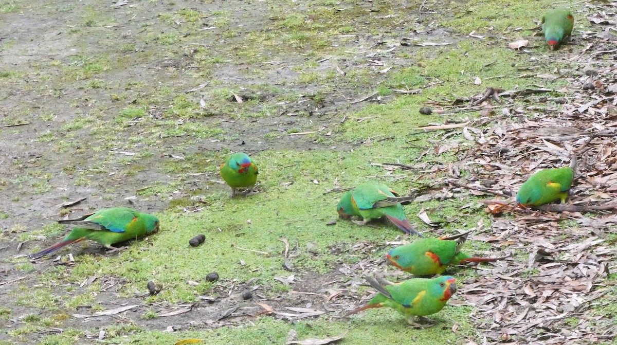 Swift Parrot - ML645039717