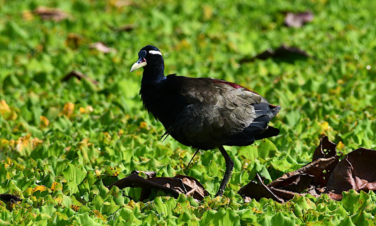 ostnák hnědoocasý - ML645039719