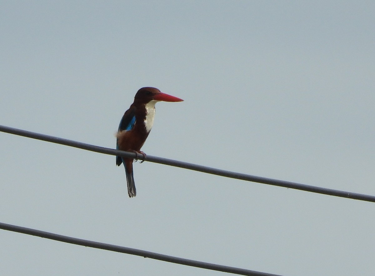 White-throated Kingfisher - ML645039721