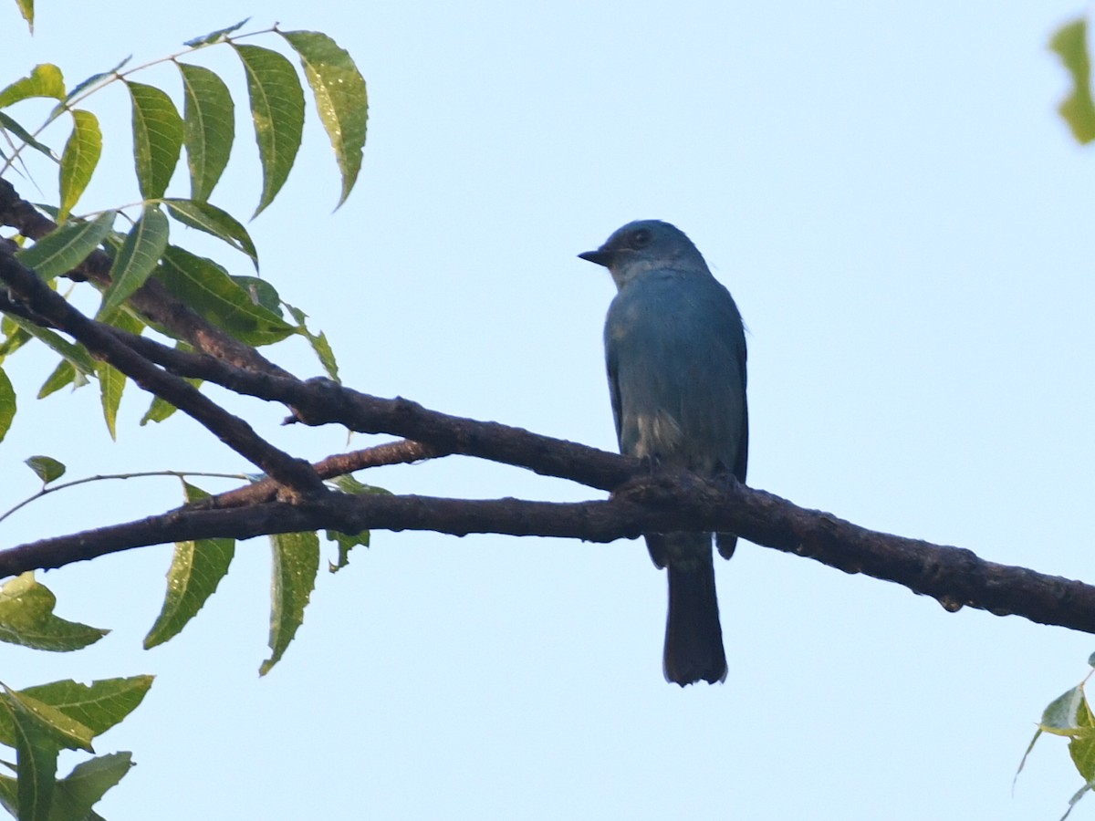 Verditer Flycatcher - ML645039722
