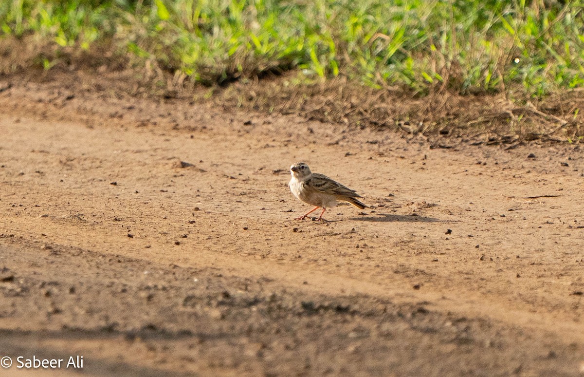 Greater Short-toed Lark - ML645039723