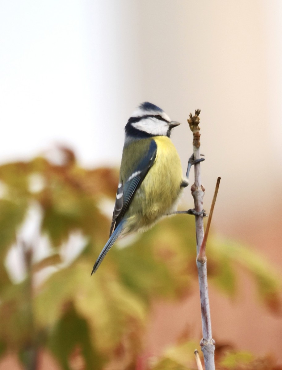 Eurasian Blue Tit - ML645039724