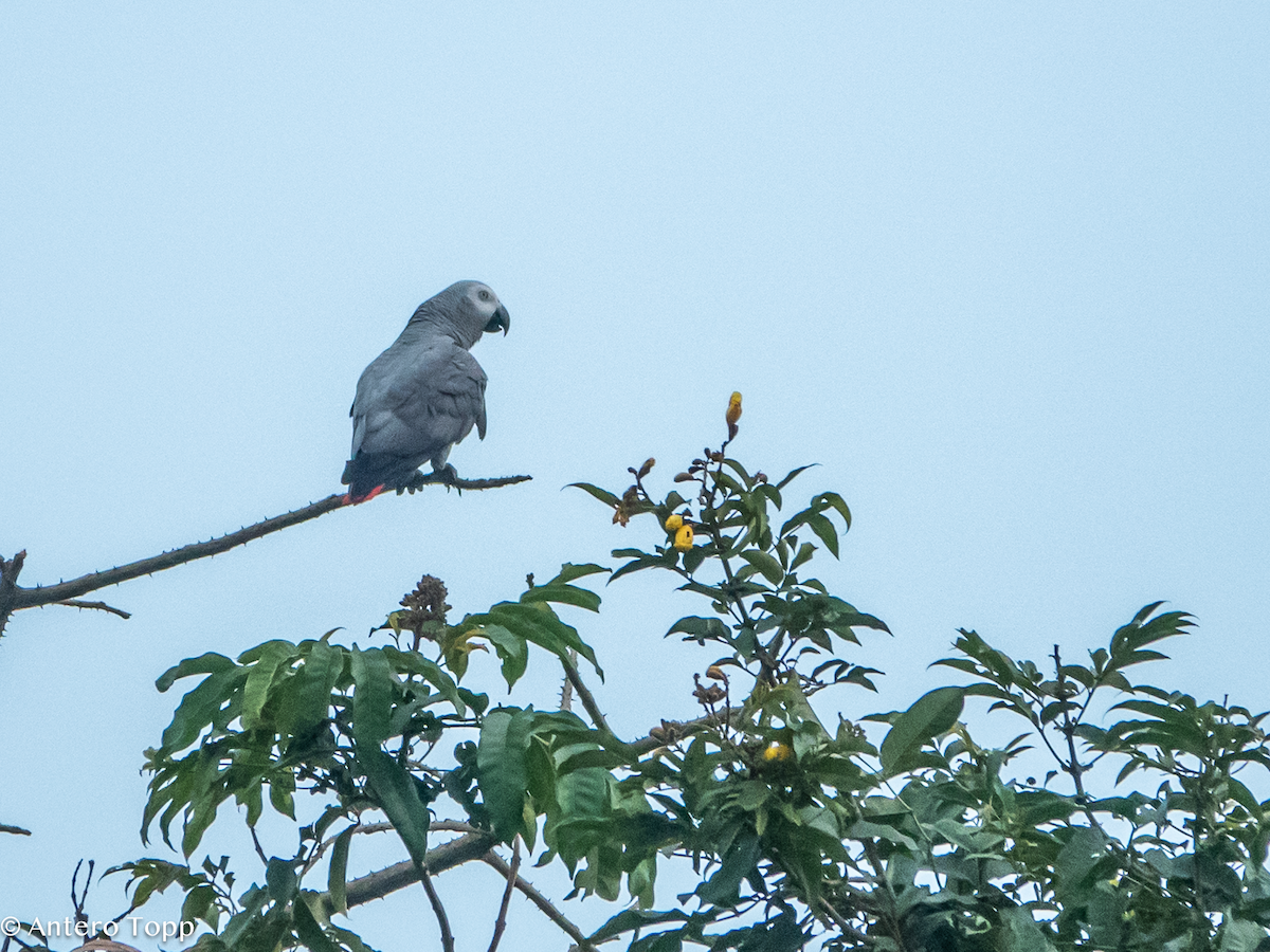 Gray Parrot - ML645039725