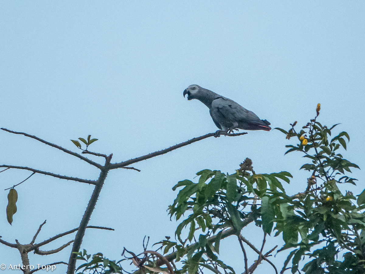 Gray Parrot - ML645039726