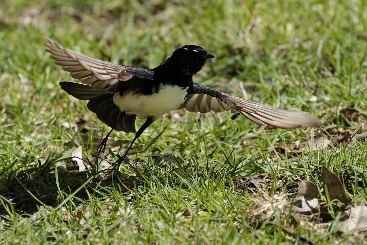 Willie-wagtail - ML645039727