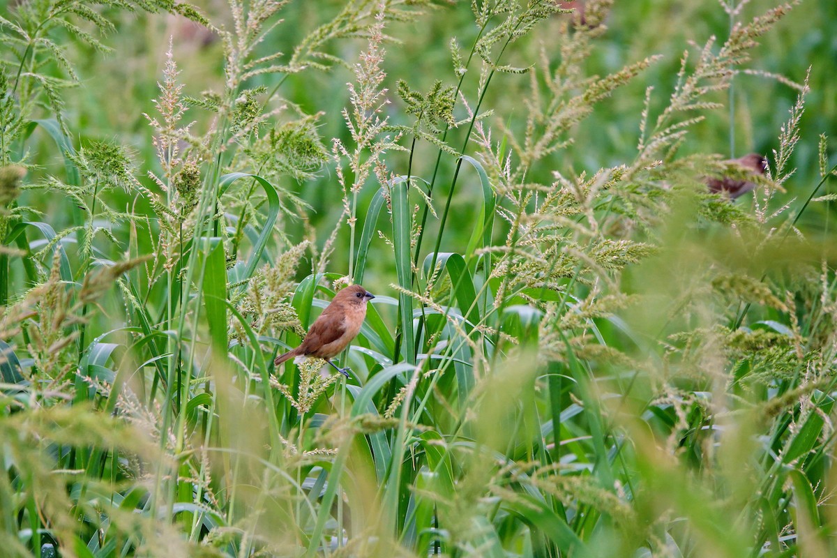 Scaly-breasted Munia - ML645039728