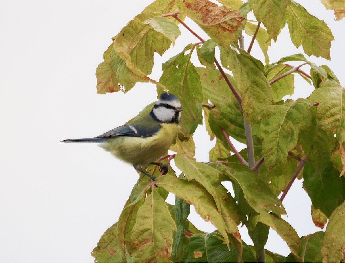 Eurasian Blue Tit - ML645039729