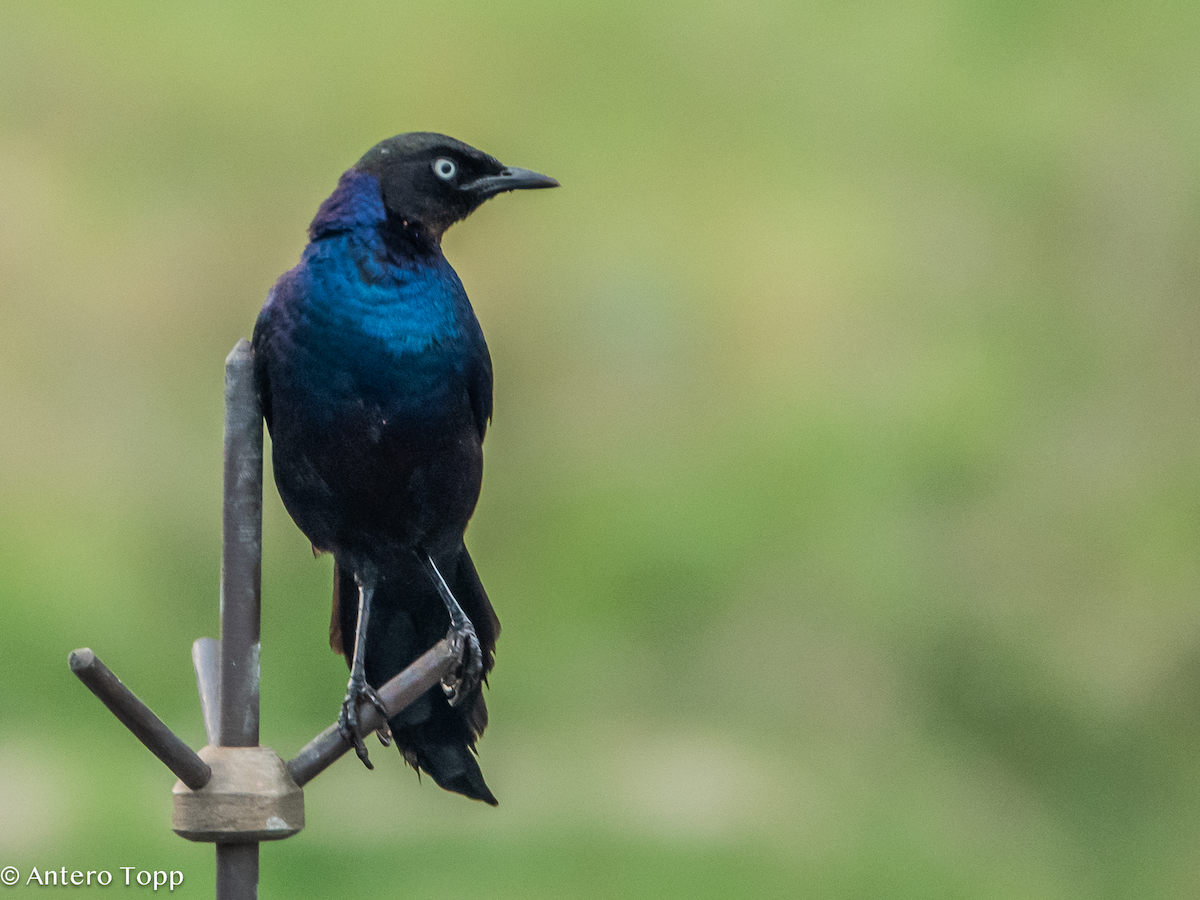 Rüppell's Starling - ML645039730