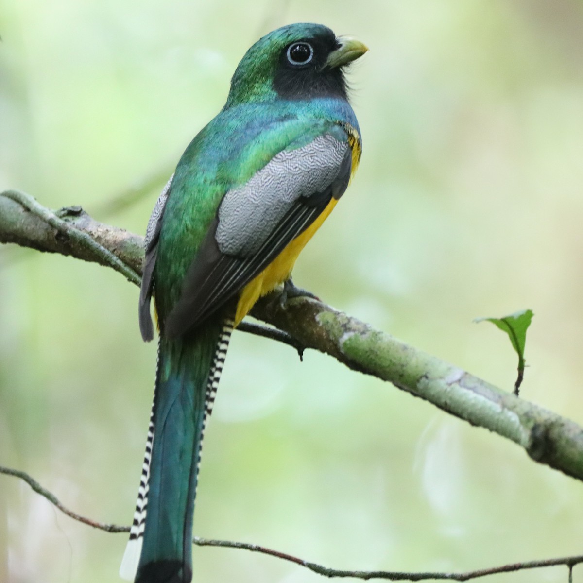 Graceful Black-throated Trogon - ML645039731