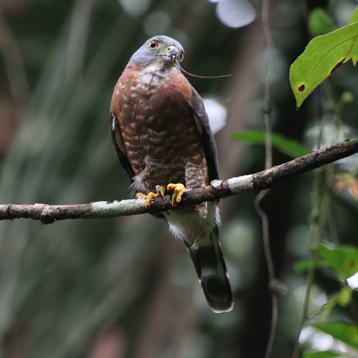 Double-toothed Kite - ML645039732