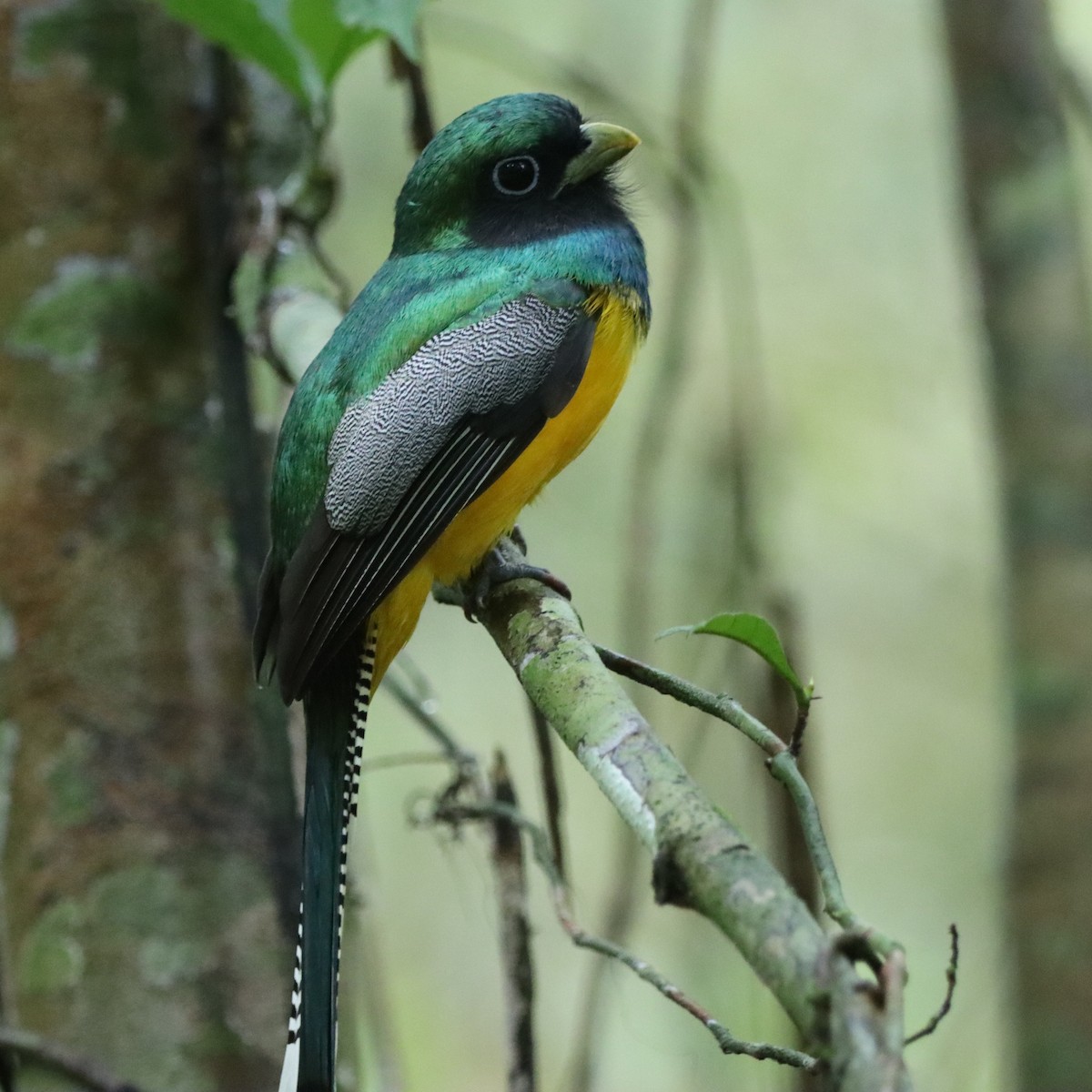 Graceful Black-throated Trogon - ML645039733