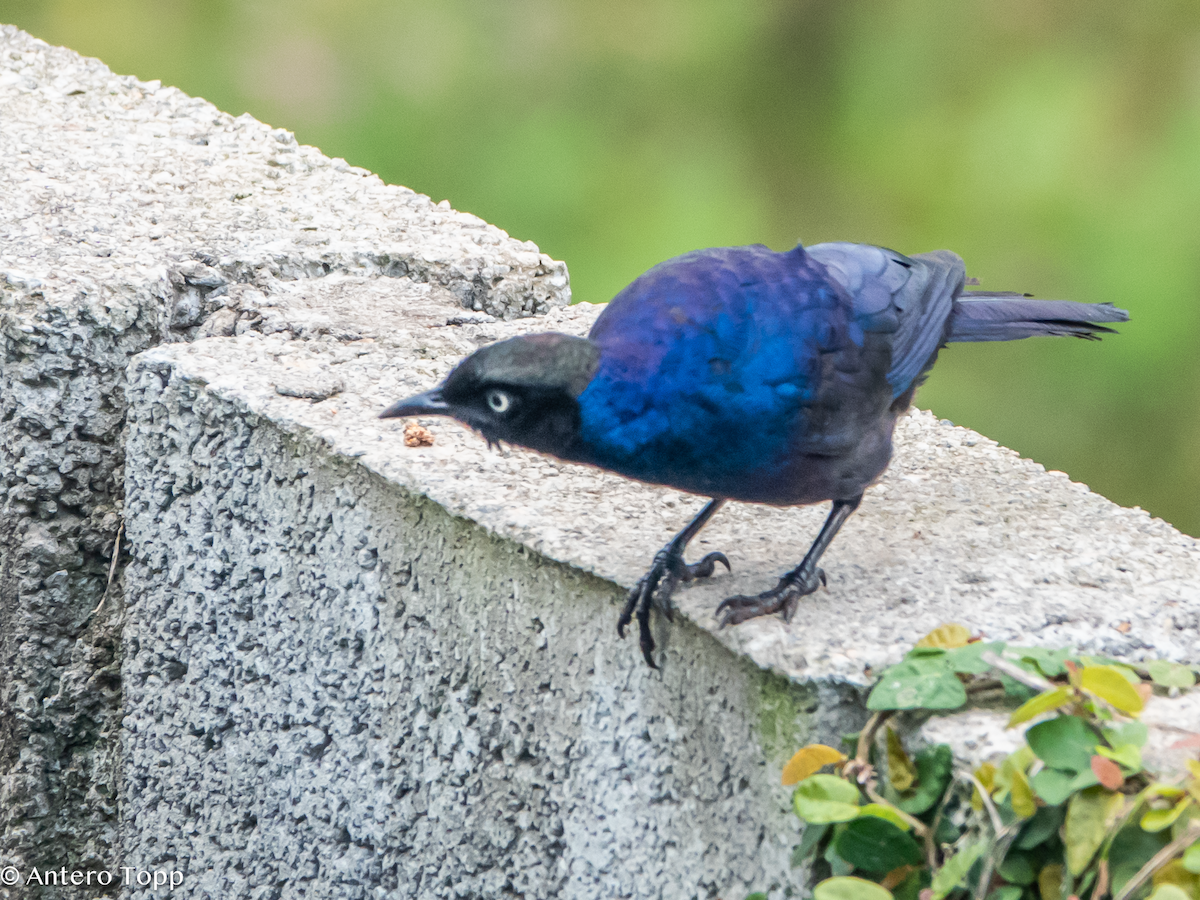 Rüppell's Starling - ML645039734