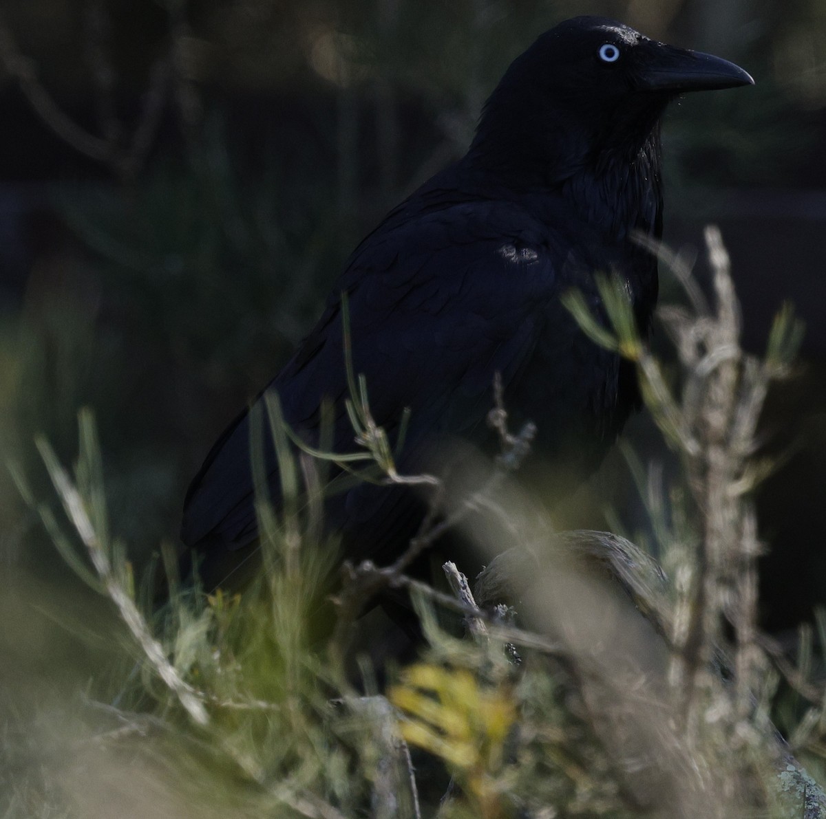 Australian Raven - ML645039735