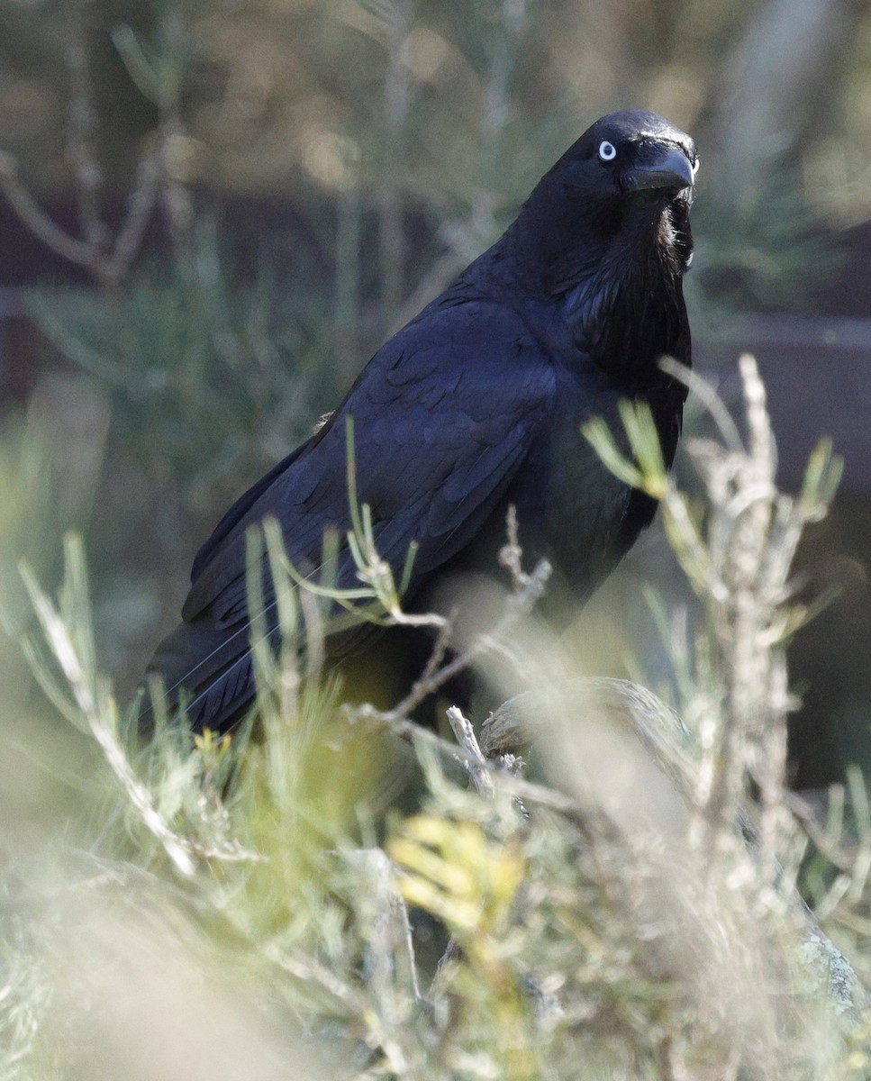Australian Raven - ML645039736