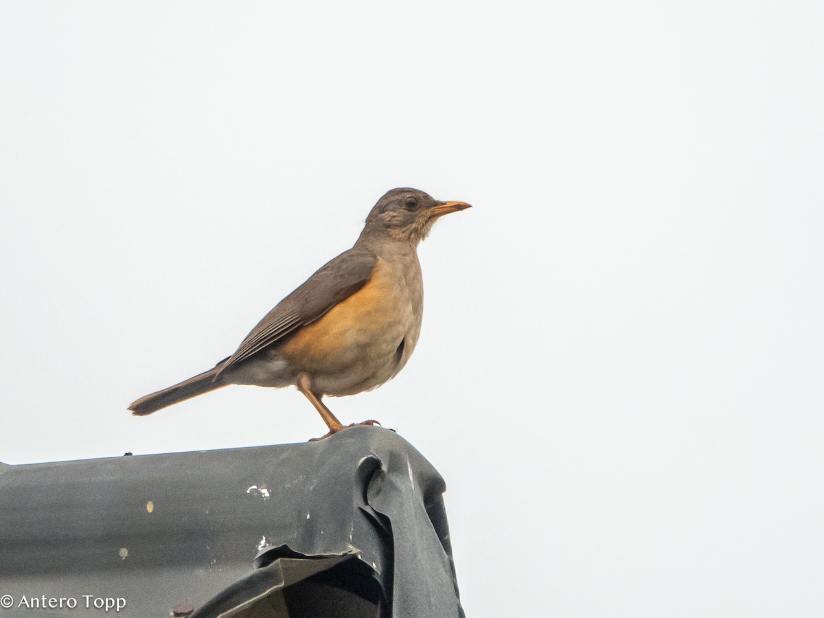 African Thrush - ML645039737
