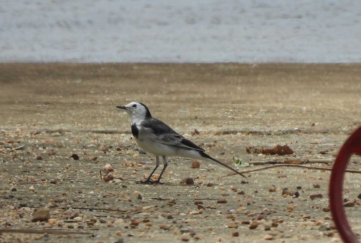 White Wagtail - ML645039738
