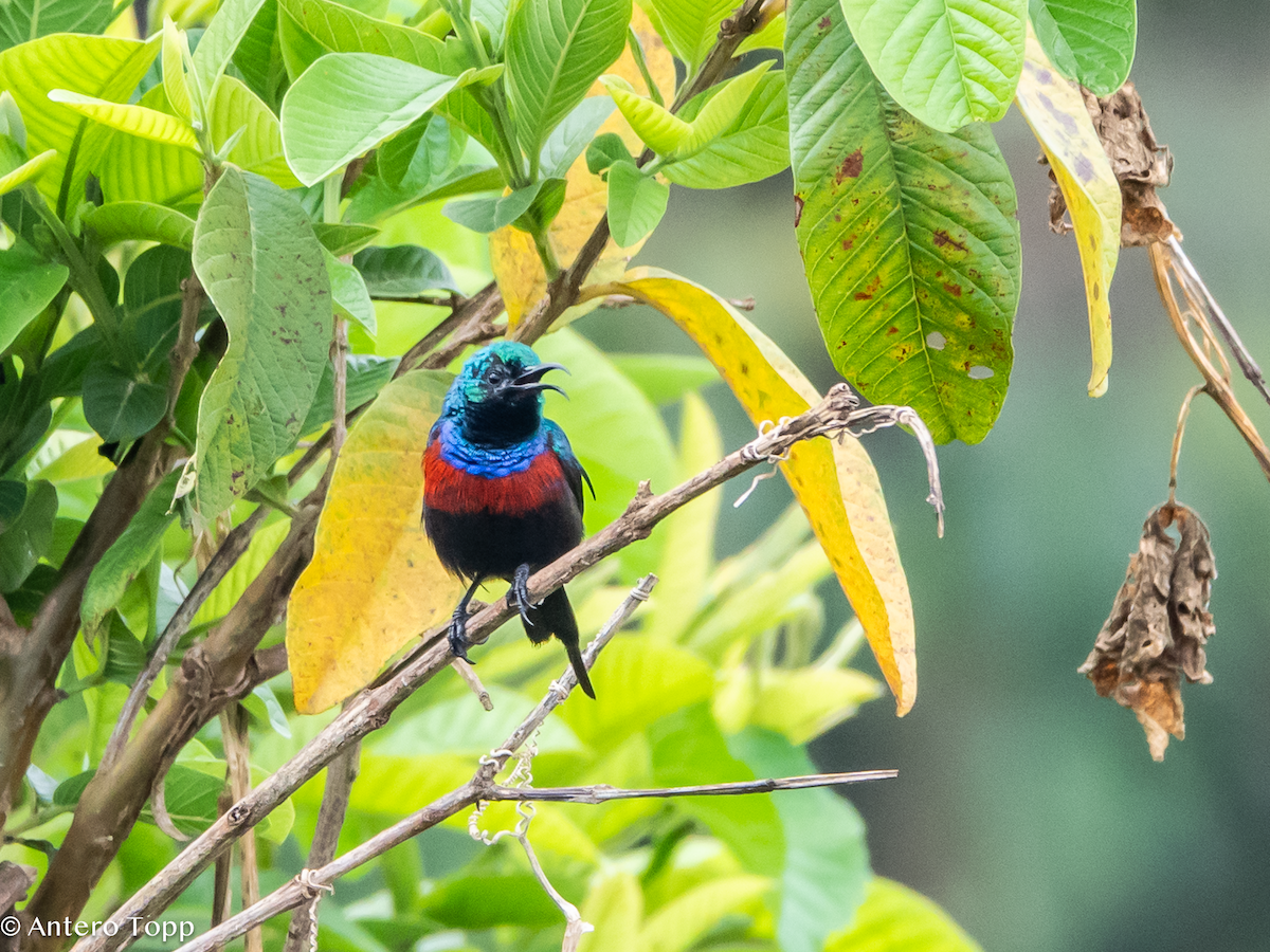 Red-chested Sunbird - ML645039739