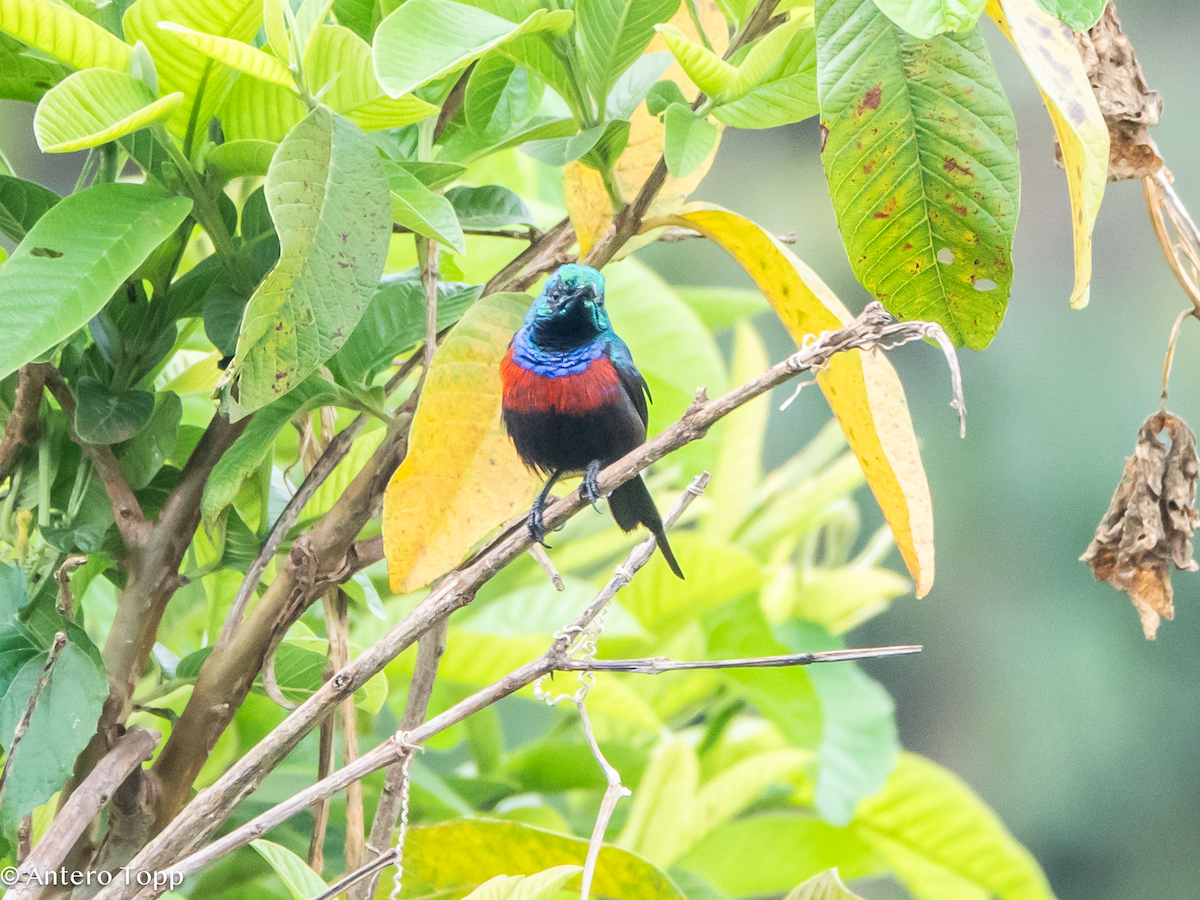 Red-chested Sunbird - ML645039740