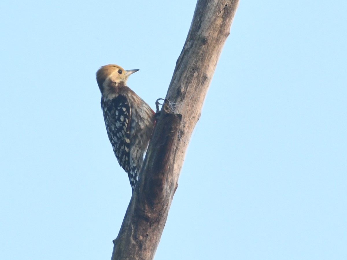 Yellow-crowned Woodpecker - ML645039741