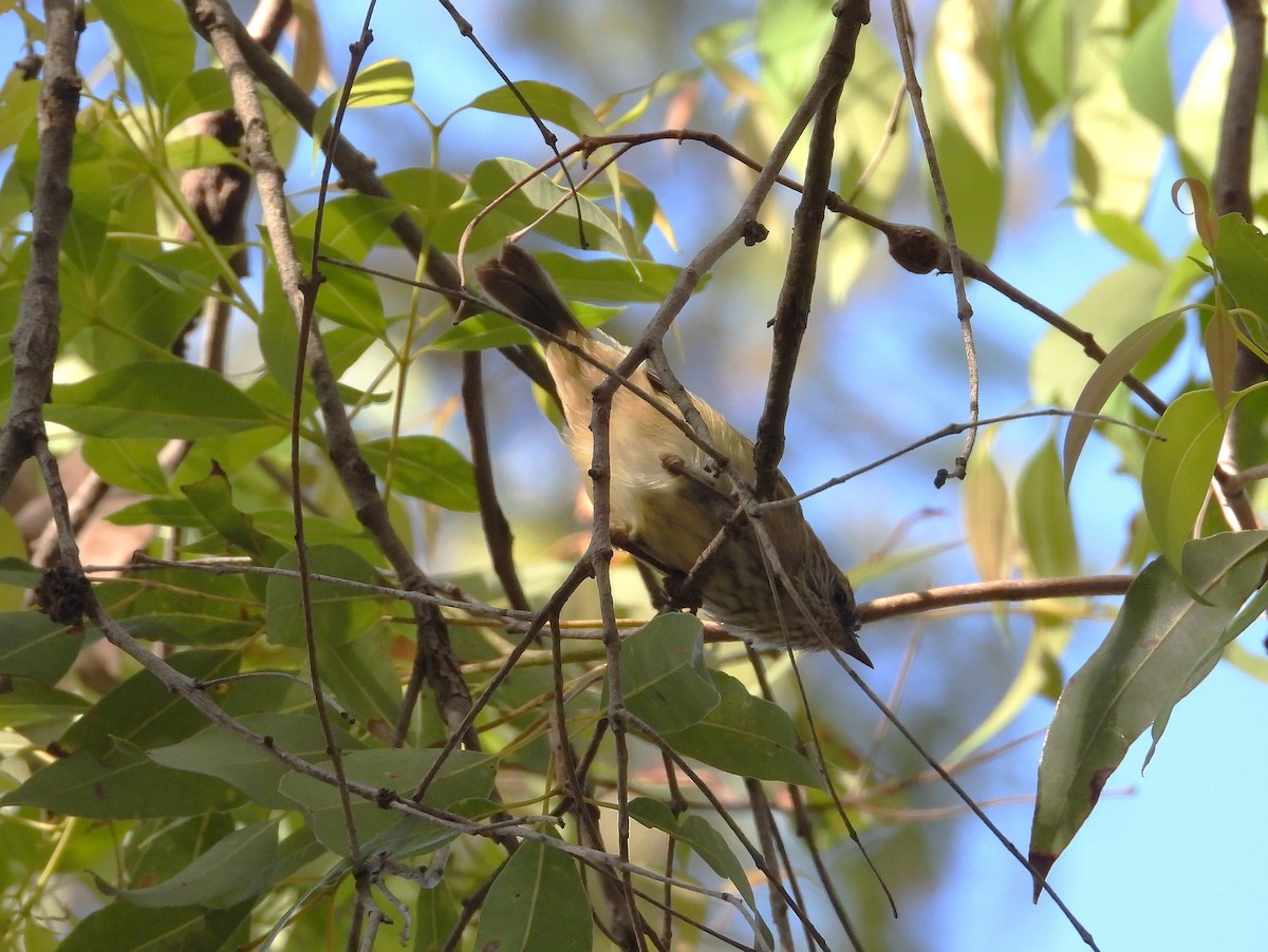 Striated Thornbill - ML645039742