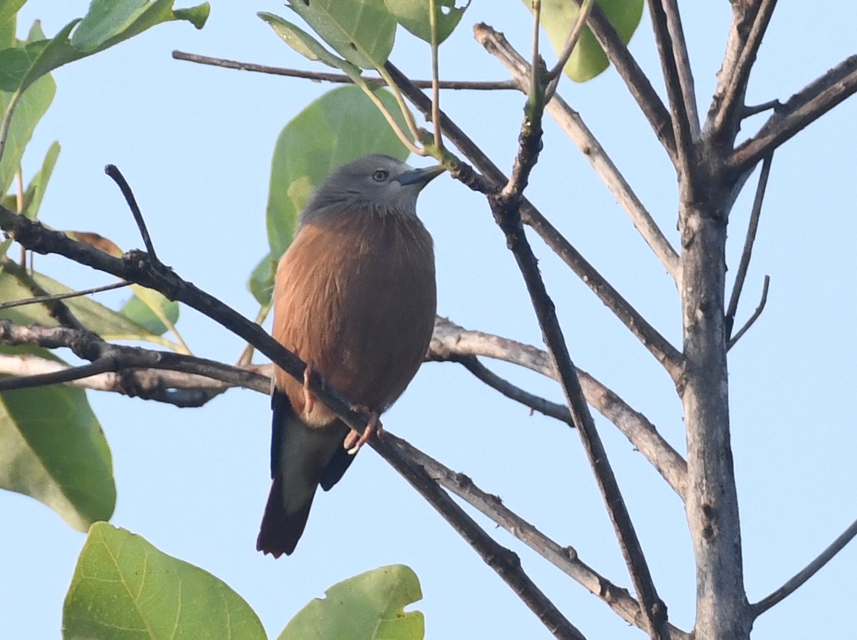 Chestnut-tailed Starling - ML645039743