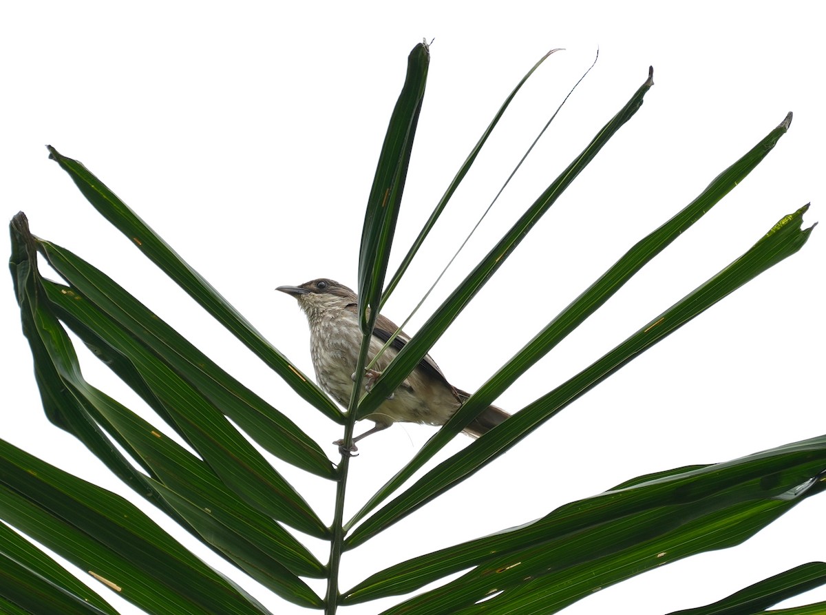 Polynesian Starling - ML645039744