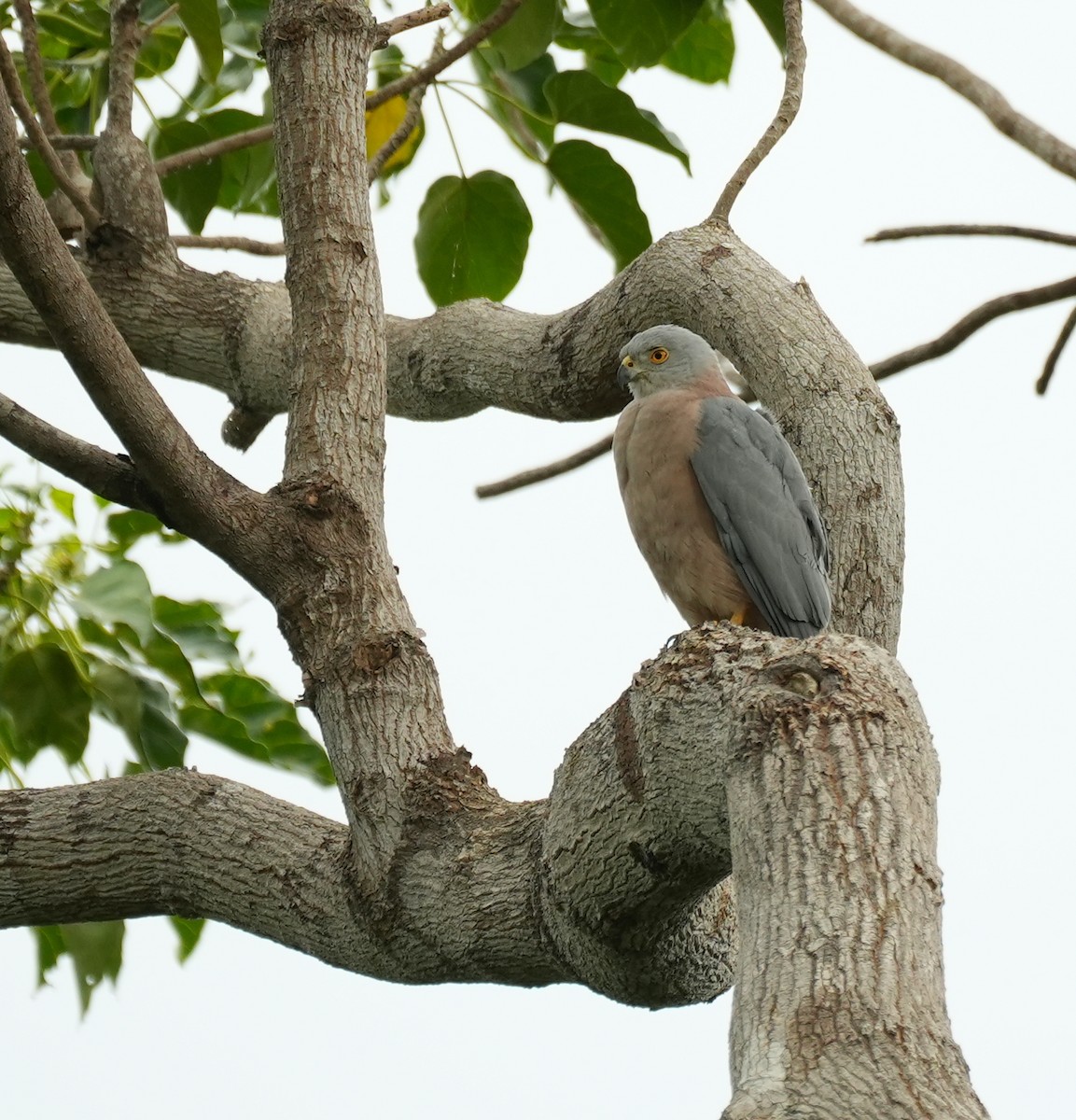 Fiji Goshawk - ML645039749