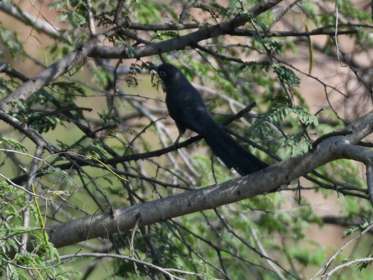 Малкога сірочерева - ML645039751