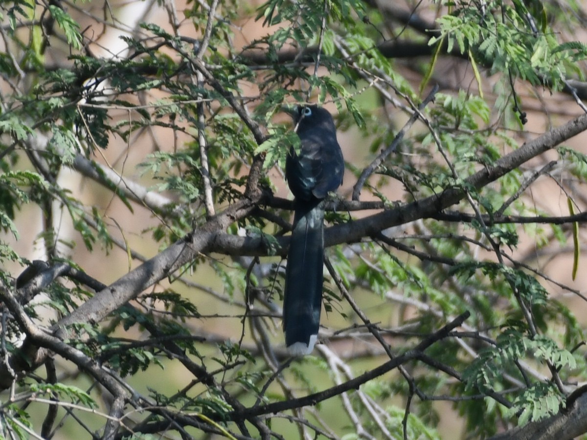 Малкога сірочерева - ML645039752