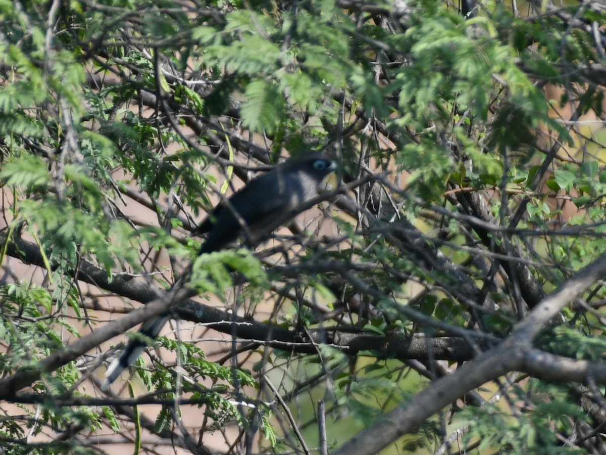 Малкога сірочерева - ML645039753