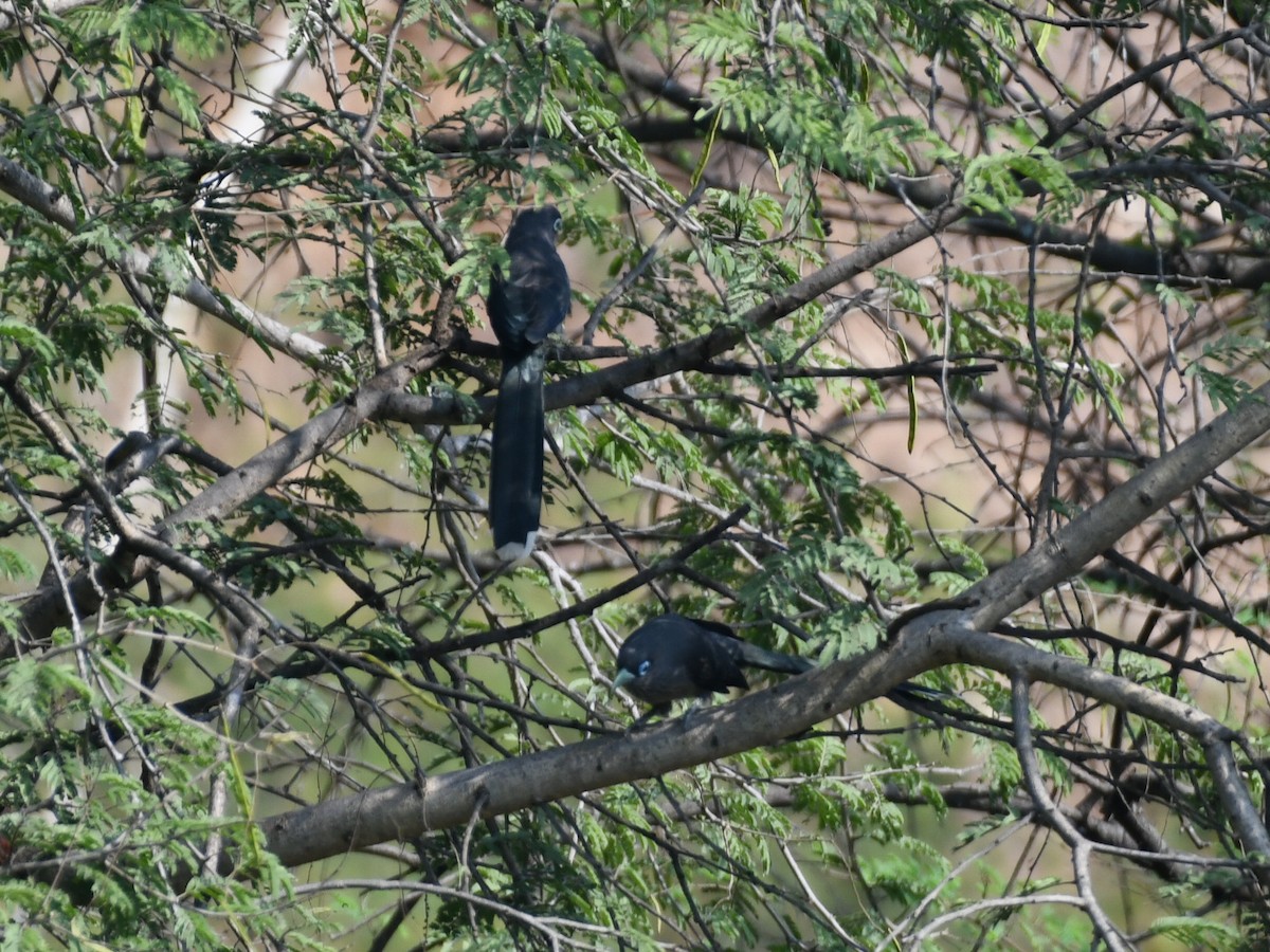 Малкога сірочерева - ML645039754