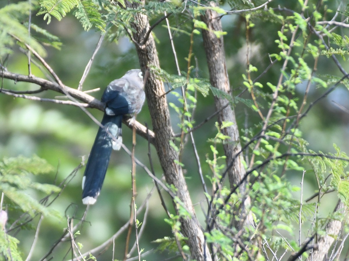 Малкога сірочерева - ML645039755