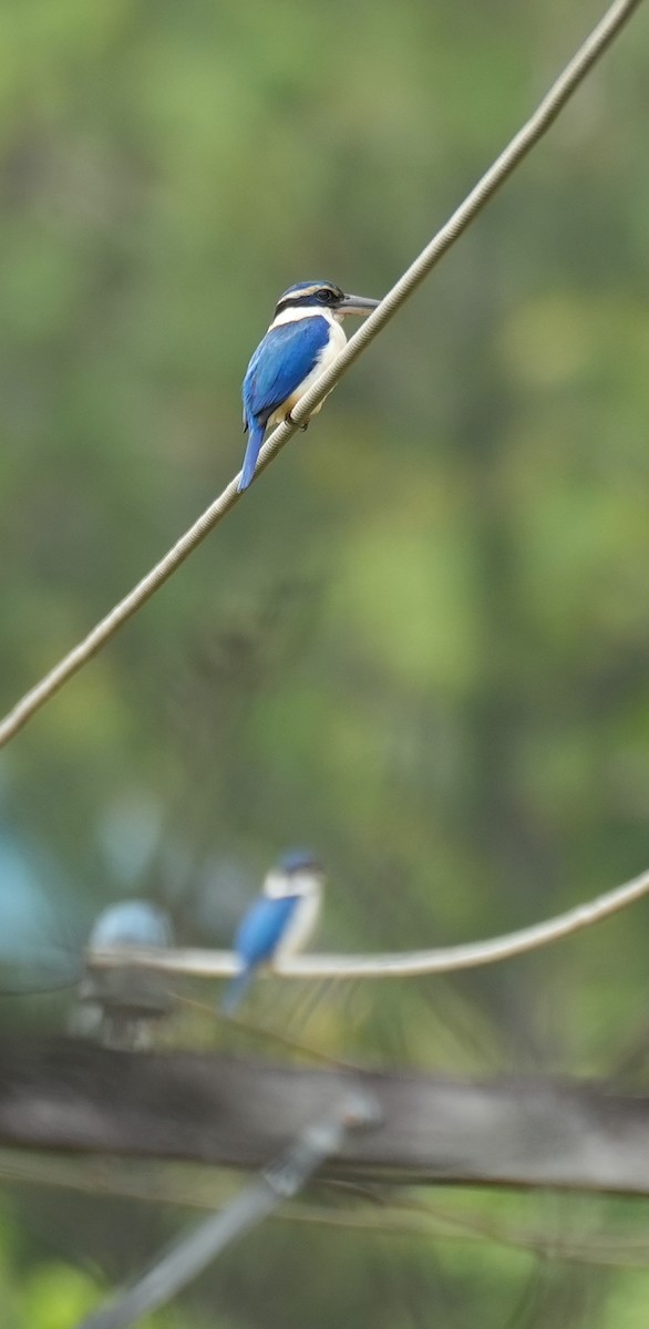 Martin-chasseur du Pacifique - ML645039759