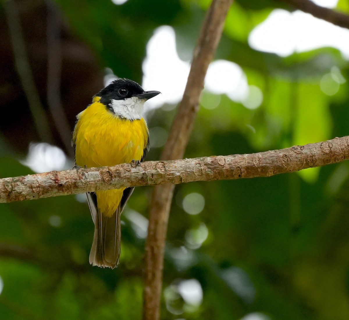 White-throated Fiji Whistler - ML645039765