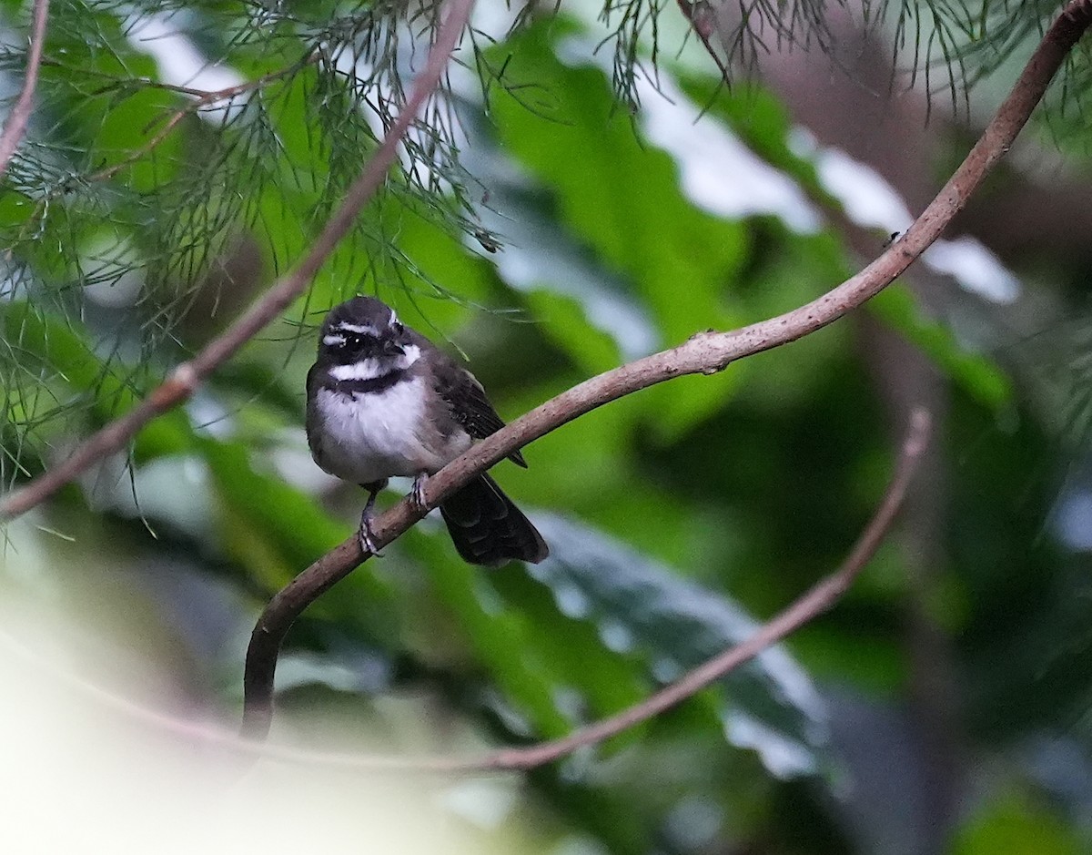 Kadavu Fantail - ML645039767